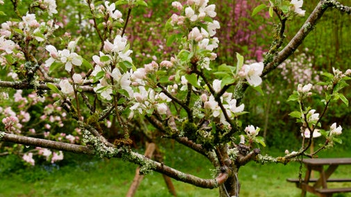 Apple tree blossom in orchard, Kinver Edge and the Rock Houses